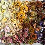 Palette & Petal Crushes