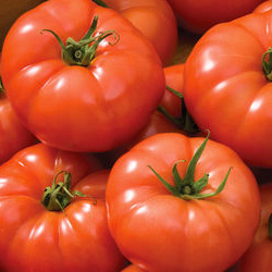 Rebelski = Best All-Round Greenhouse Tomato