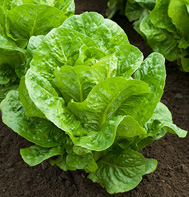 Salvius Lettuce