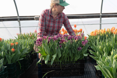 forced parrot tulips