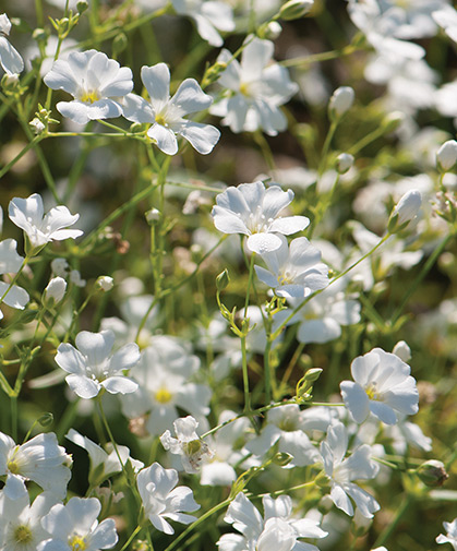 Gypsophila, more commonly known as baby's breath, forms cloud-like mounds of tiny white flowers.