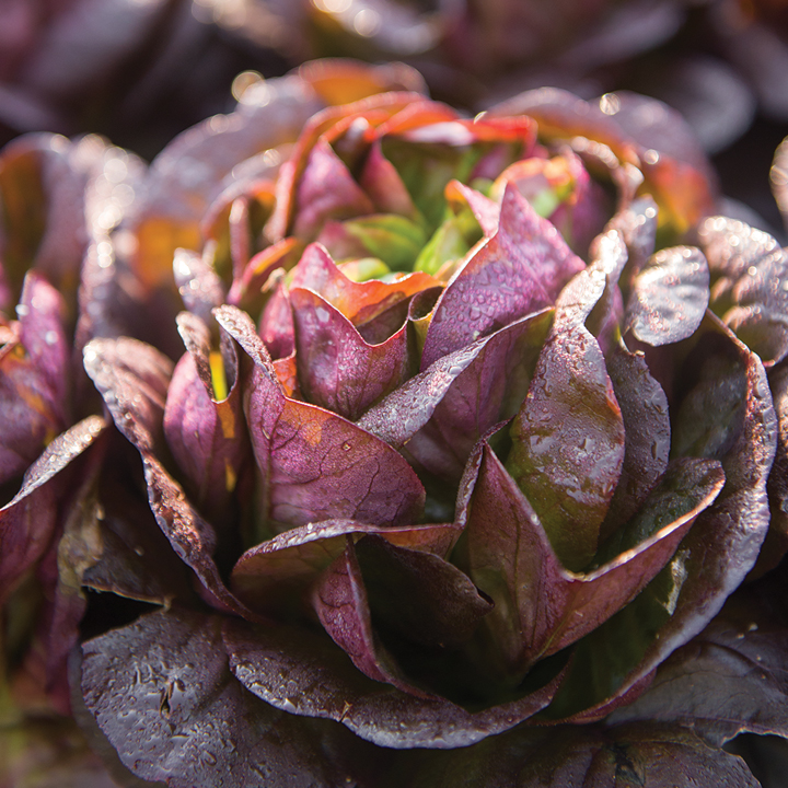 close up of red salanova lettuce head