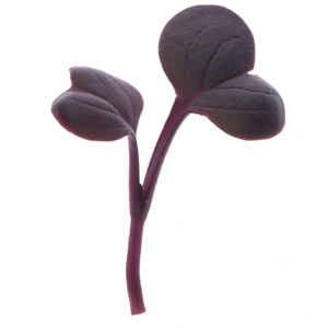 Red Rambo radish microgreen