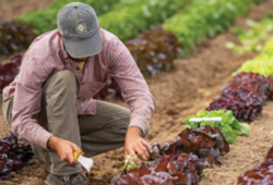 succession planting programs