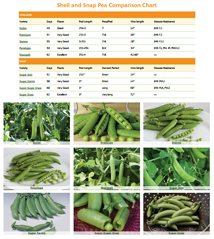 Dynamic Snap & Shell Pea Comparison