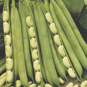 How to Grow Fresh Shell Beans