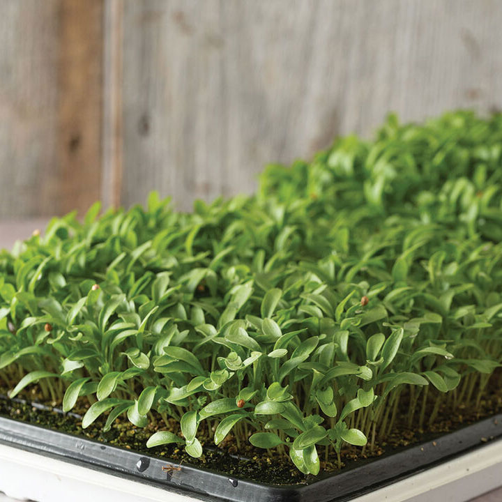 Cilantro, Moroccan