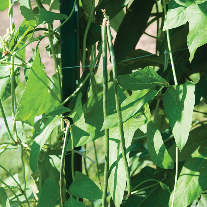 About Pole Beans