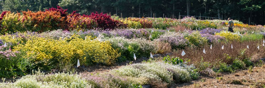 Succession-Planting for Cut Flowers - Planning & Frequency for Abundant Harvests