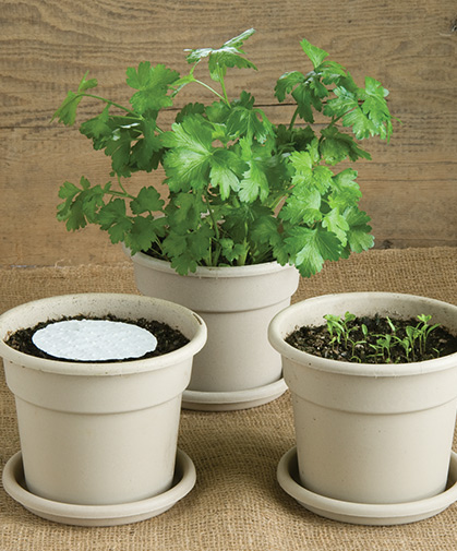 Three stages of parsley disks: newly planted, emergent, and fully mature.