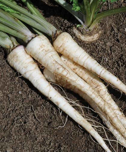 Root Parsley, grown from seed. Also known as Dutch parsley, Hamburg parsley, or rooted parsley.