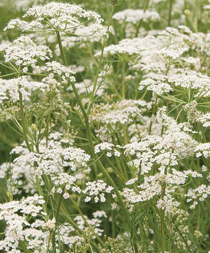 Caraway, a feathery plant with small white flowers, with a sweet warm aroma and flavor similar to aniseed/fennel.