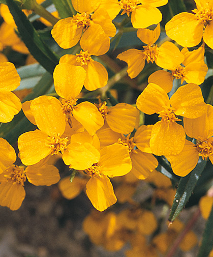 Mexican mint marigold petals and leaves are edible; plants thrive in hot, humid climates, prefer full sun and well-draining, even sandy soils.