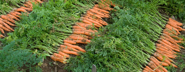 Carrot Harvesting, Handling, & Storage