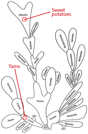 Bessey's cactus showing speciation relationship between yams and sweet potatoes
