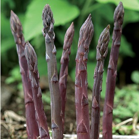 Purple Passion Asparagus Crowns
