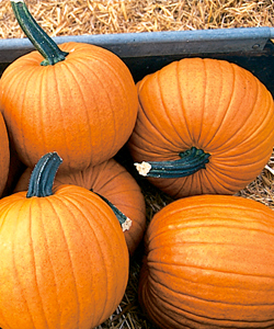 Racer Jack-o'-Lantern Pumpkin