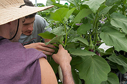 Greenhouse Eggplant Trial
