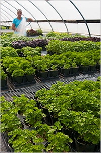 Basil & Parsley in Johnny's Greenhouse