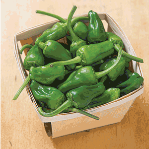 Padron Peppers: some are hot, some are not