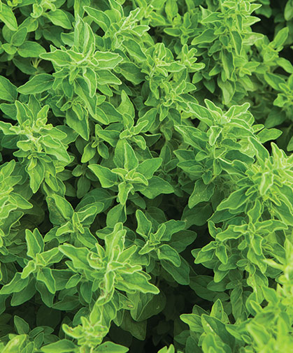 Planting of Italian oregano, produced from vegetatively propagated organic plugs.