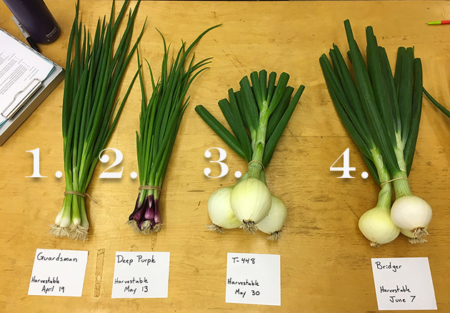 Overwintering Onions for Early Spring Harvest