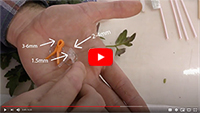 Webinar Series • Tomato Top-Grafting Demo: Splice Grafting & Cleft Grafting • Materials & Technique