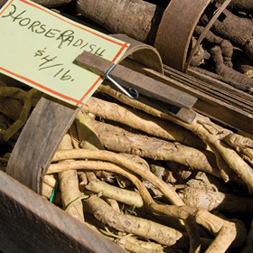 How to Grow Horseradish