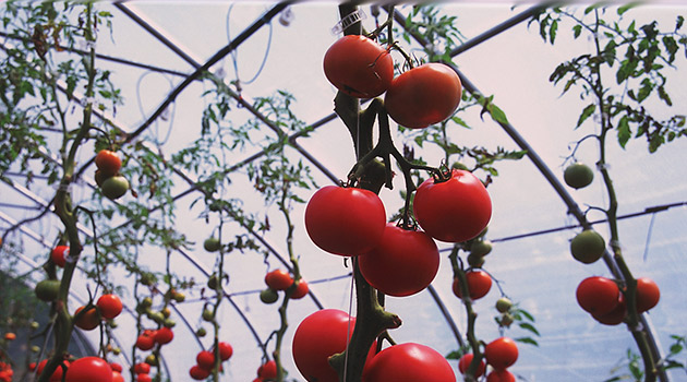 Protected Culture Tomatoes