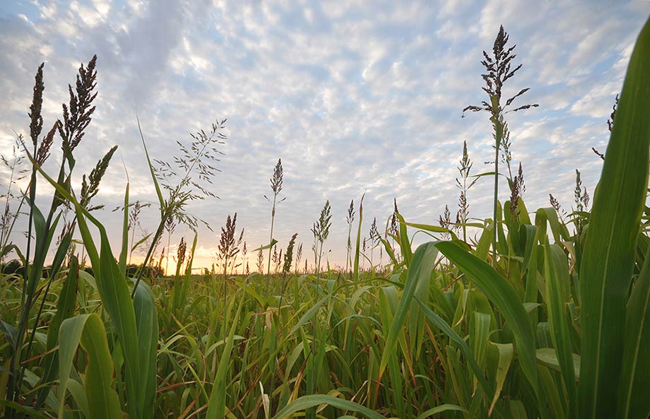 Climate Adaptation for Vegetable and Flower Farms Webinar