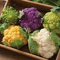 Cauliflower Planting Program