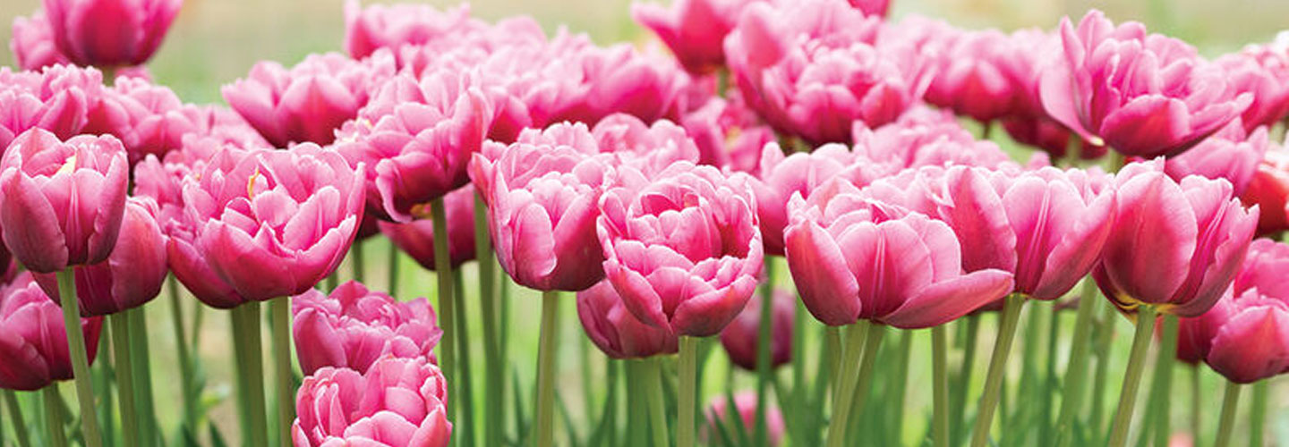 Flower Bulbs