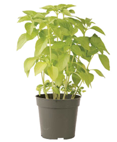 Container-grown Mrs. Burns's Lemon Basil Plant