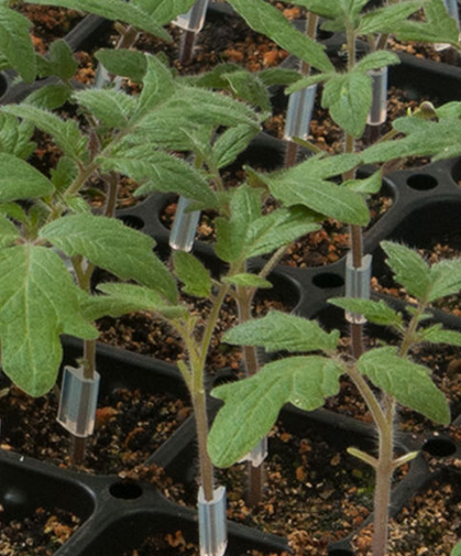 A tray of grafted tomato plants, shown their appear on arrival from shipping from Johnny's.