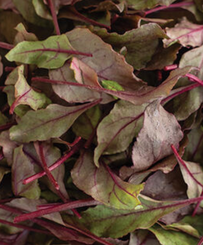 Bull's blood beets growing in the field.