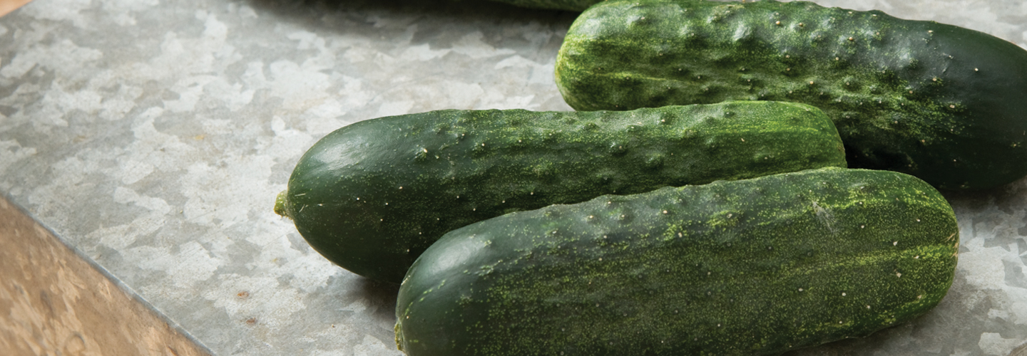harvest cucumbers
