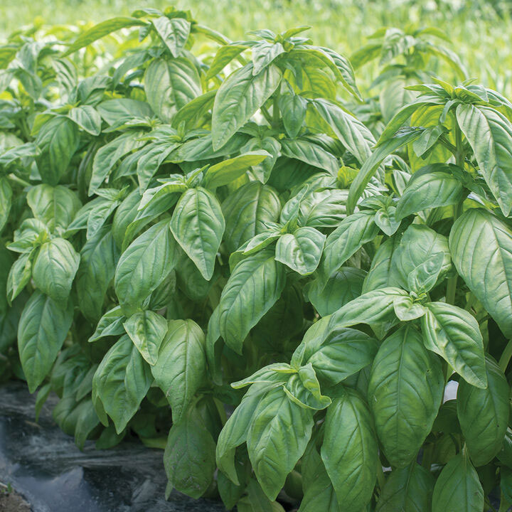 Herbs
