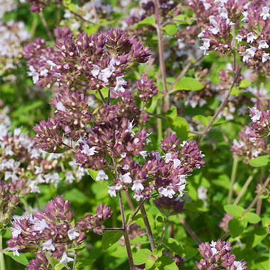 Wild Marjoram