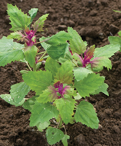 Magenta spreen, ready to harvest after a month as baby greens at 6–8", or at 8–9 weeks as mature plants for cooking.