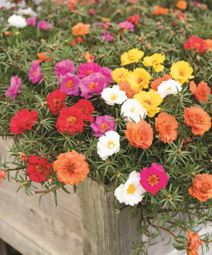 Multicolored portulaca in a raised bed.