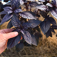 Prospera Red DMR Basil