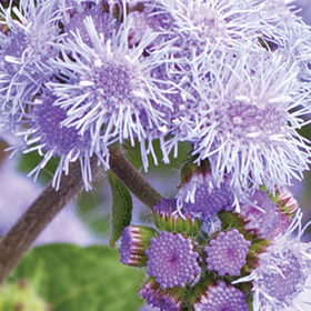 How to Grow Ageratum