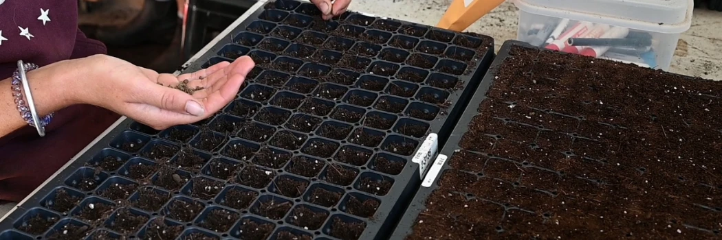 woman sowing seeds into seed trays