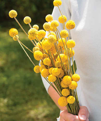 Craspedia, with its wooly, lemony bright, globe-shaped flowers, will bloom all summer in any warm, sunny spot.