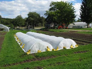 Eliot Coleman's low tunnels: Step 8