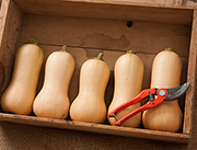 Butterscotch butternut squash