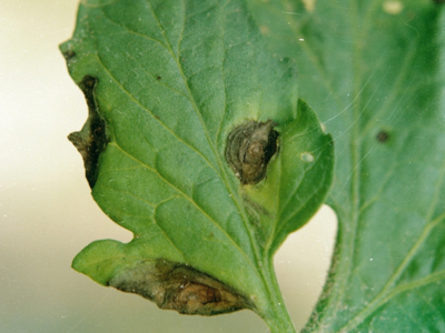 early blight