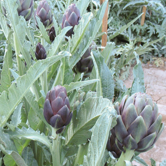 How to Grow Artichokes