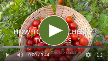 View Our How to Grow Cherry Tomatoes Video