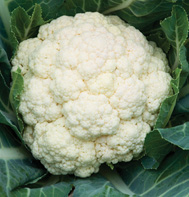 Amazing Cauliflower